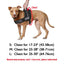 No-pull Training Reflective Dog Harness